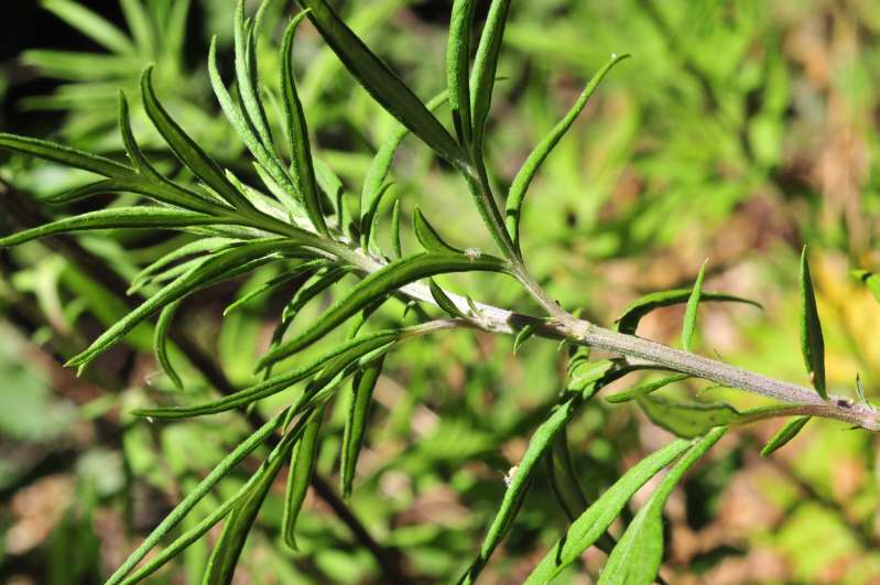 Piantina verde - Artemisia verlotiorum